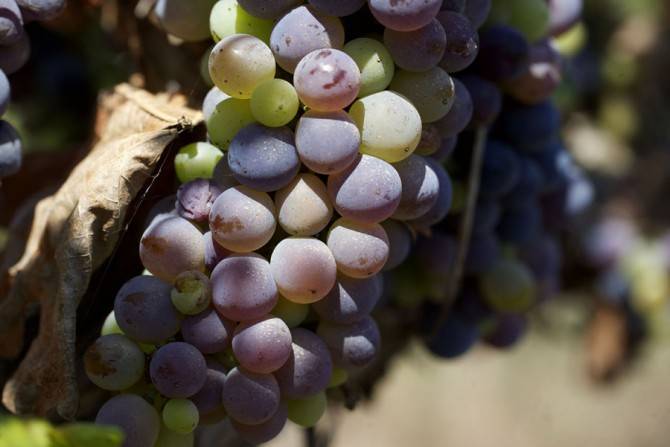 VENDIMIA_2|VENDIMIA_1|Viñedos- parametros|infoBerries-3